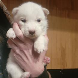 Ren - White female Siberian Husky puppy in Madison, Georgia from Thornbury Kennel