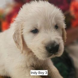 Indy Boy 1 - Light golden male Golden Retriever puppy in Niles, Michigan from Family Raised Goldens