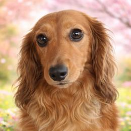 Sugar - Dachshund