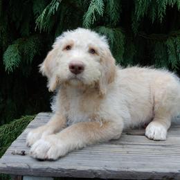 Dallas - Cream male Labradoodle puppy in Millersburg, Ohio from My Pals