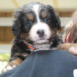 Bernese Mountain Dog Puppies from Baby Bear Bernese Kennel
