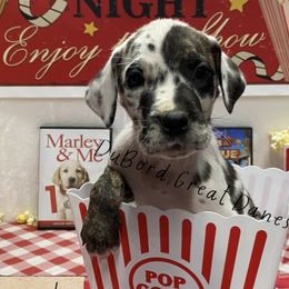 Lexa - Harlequin Great Dane puppy in Brandon Township, Michigan from DuBord Great Danes