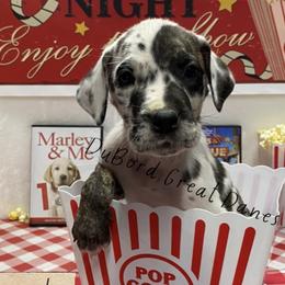 Lexa - Harlequin Great Dane puppy in Brandon Township, Michigan from DuBord Great Danes