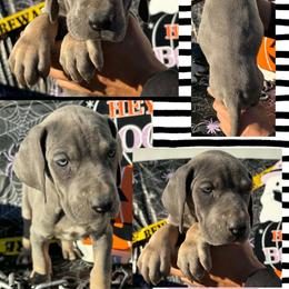 Linen - Blue female Great Dane puppy in Wellsville, New York from Prophecy Danes