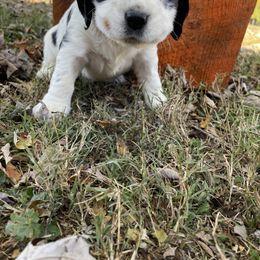 English Springer Spaniel Puppies from Cedar Ridge Kennels