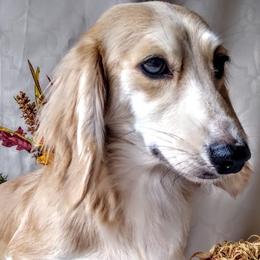 Bristol - Dachshund