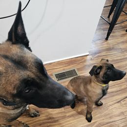 Belgian Malinois Puppies from Love Belgian Malinois