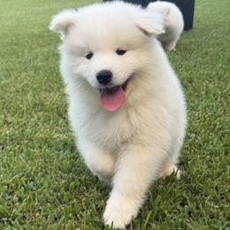 Samoyed Puppies from Southern Roux Samoyeds