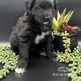 Clark - Black & white male Australian Shepherd puppy in Thornton, Colorado from 303 Aussies