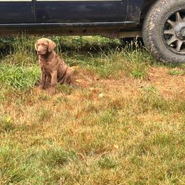 Girl 1 - Brown female Chesapeake Bay Retriever puppy in Vesta, Washington from North River Chesapeakes