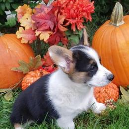 Pembroke Welsh Corgis from Greyforestkennels