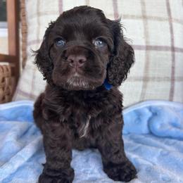 Coco - Brown male Cocker Spaniel puppy in Corcoran, California from Sweetheart Cockers