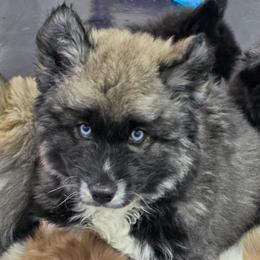 Zion - Agouti and white female Siberian Husky puppy in East Tawas, Michigan from BurnsBerg's Woolies
