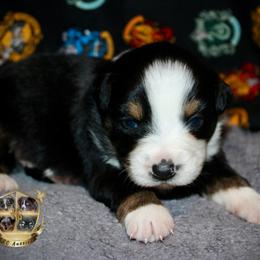 Valentine - Black tri male Miniature Australian Shepherd puppy in El Dorado Springs, Missouri from HP Aussie Kennels