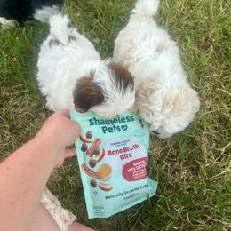 Shihpoo puppies from Keggie's Kritters