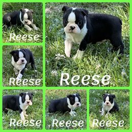 Boston Terrier and English Springer Spaniel Puppies from Trail’s End Boston Terriers