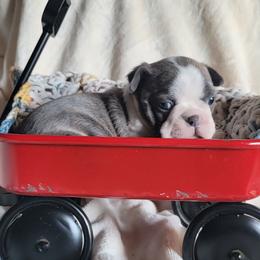 Female 2 - Blue female Boston Terrier puppy in Wilson, North Carolina from Chrysco Boston Terriers