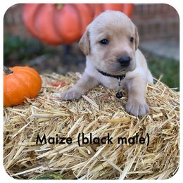 Labrador Retriever Puppies from Spring Water Labs of the Carolinas