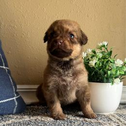 Marsh - Deadgrass male Chesapeake Bay Retriever puppy in Ulen, Minnesota from North Wind Gundogs