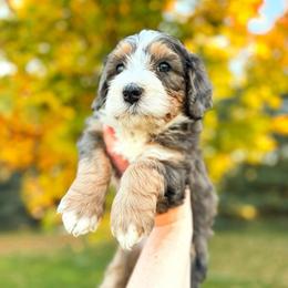 Waylon - Merle male Bernedoodle puppy in Idaho Falls, Idaho from Idahome Doodle