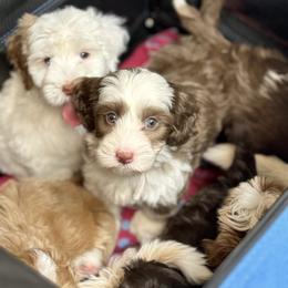 Australian Labradoodle Puppies from Saguaro Blossom Doodles