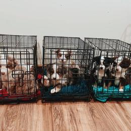 Miniature Australian Shepherd and Toy Australian Shepherd Puppies from Mesquite Tree Aussies