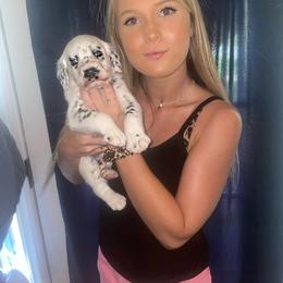 Dalmatian Puppies from Clarks 101 Dalmatians