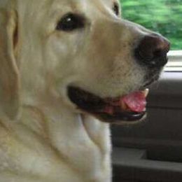 Labrador Retrievers from Sue Calvert's Labrador Retrievers