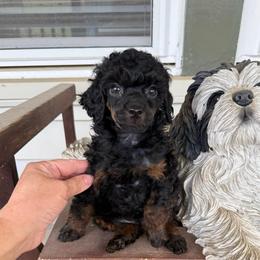 Figaro - Phantom male Poodle puppy in Monetta, South Carolina from Moonrise Poodles