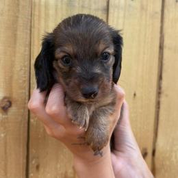 Finn - Red male Dachshund puppy in Mountain Home, Arkansas from The Teacup Homestead Miniature Dachshunds