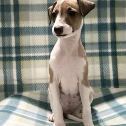 Blue (Boy 1) - Red male Italian Greyhound puppy in Arkadelphia, Arkansas from Concordia