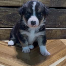 Girl 3 - Black and tan female Pembroke Welsh Corgi puppy in Guilford, Indiana from Manning Family Farm