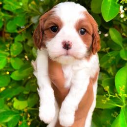 Forest - Blenheim male Cavapoo puppy in Salt Lake City, Utah from SunnySide Mini Doodles