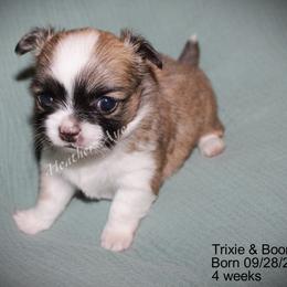Sable Irish LH boy - Black sabled fawn male Chihuahua puppy in Livermore, Kentucky from Warfenburg