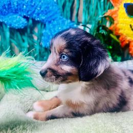 Carter - Blue merle male Miniature Australian Shepherd puppy in Wauchula, Florida from Sun & Moon Aussies