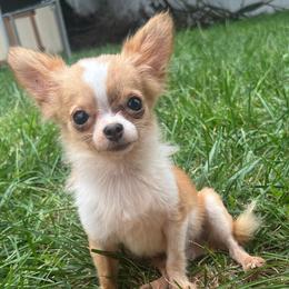 Pedro - Fawn and white male Chihuahua puppy in New Castle, Delaware from Sasha’s Elite Kennel LLC