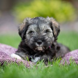 Miniature Schnauzer Puppies from Star Schnauzers