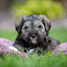 Miniature Schnauzer Puppies from Star Schnauzers