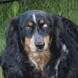 Woman - Australian Shepherd