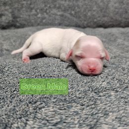 Green Collar Male - Cream male Cockapoo puppy in Mocksville, North Carolina from Hunting Creek Farm & Kennel