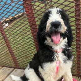 Tequila - Parti female Goldendoodle puppy in Water Valley, Mississippi from Olympian Doodles