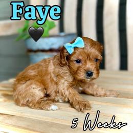 Faye - Red female Cavapoo puppy in Runaway Bay, Texas from Green Ranch Doodles