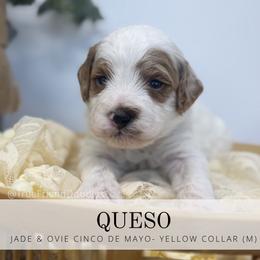 QUESO- yellow collar - Parti male Goldendoodle puppy in Watertown, New York from True Friend Doodles
