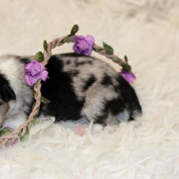 Border Collie Puppies from Team Reeves Ranch