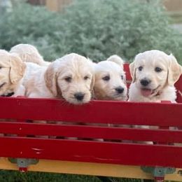 Goldendoodles from Doodletimetx