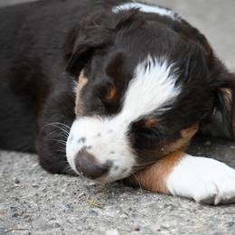 Mocha - Red tri-color female Australian Shepherd puppy in Darrington, Washington from Cart River Aussies