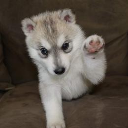 Siberian Husky Puppies from Tevana Siberians LLC