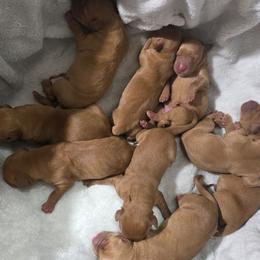Boy 3 - Yellow male Labrador Retriever puppy in Grand Rivers, Kentucky from Big Water Dreams Retrievers