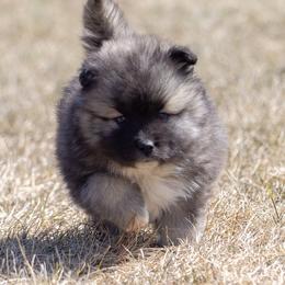 Pomsky Puppies from New World Pomskies