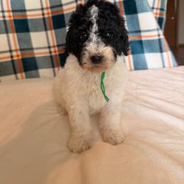 Tin Man - Parti male Poodle puppy in Luana, Iowa from Country View Bernedoodles and Goldendoodles